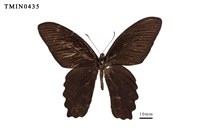 藏品(臺灣鳳蝶)的圖片